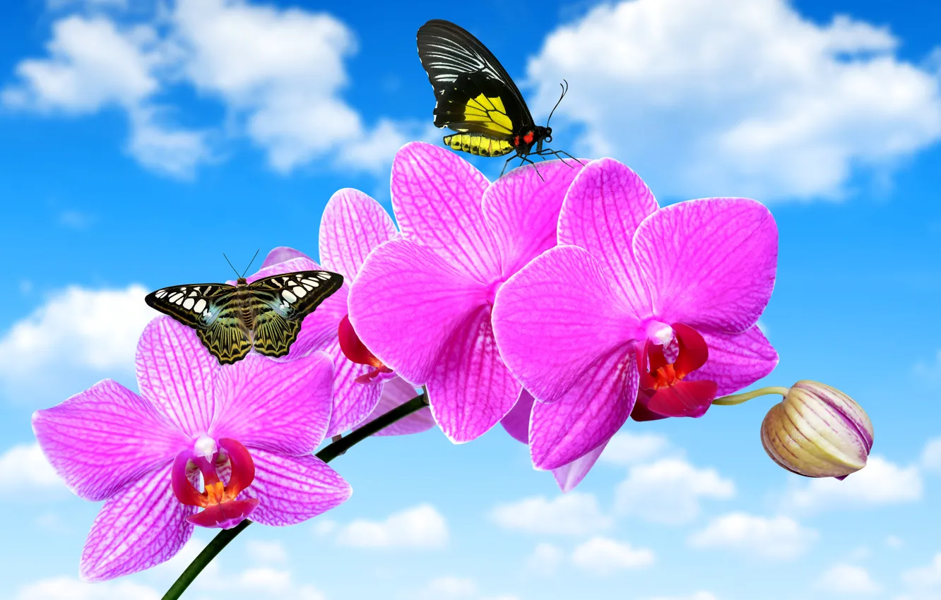 Photo wallpaper flower, the sky, clouds, butterfly, blue, Orchid, closeup