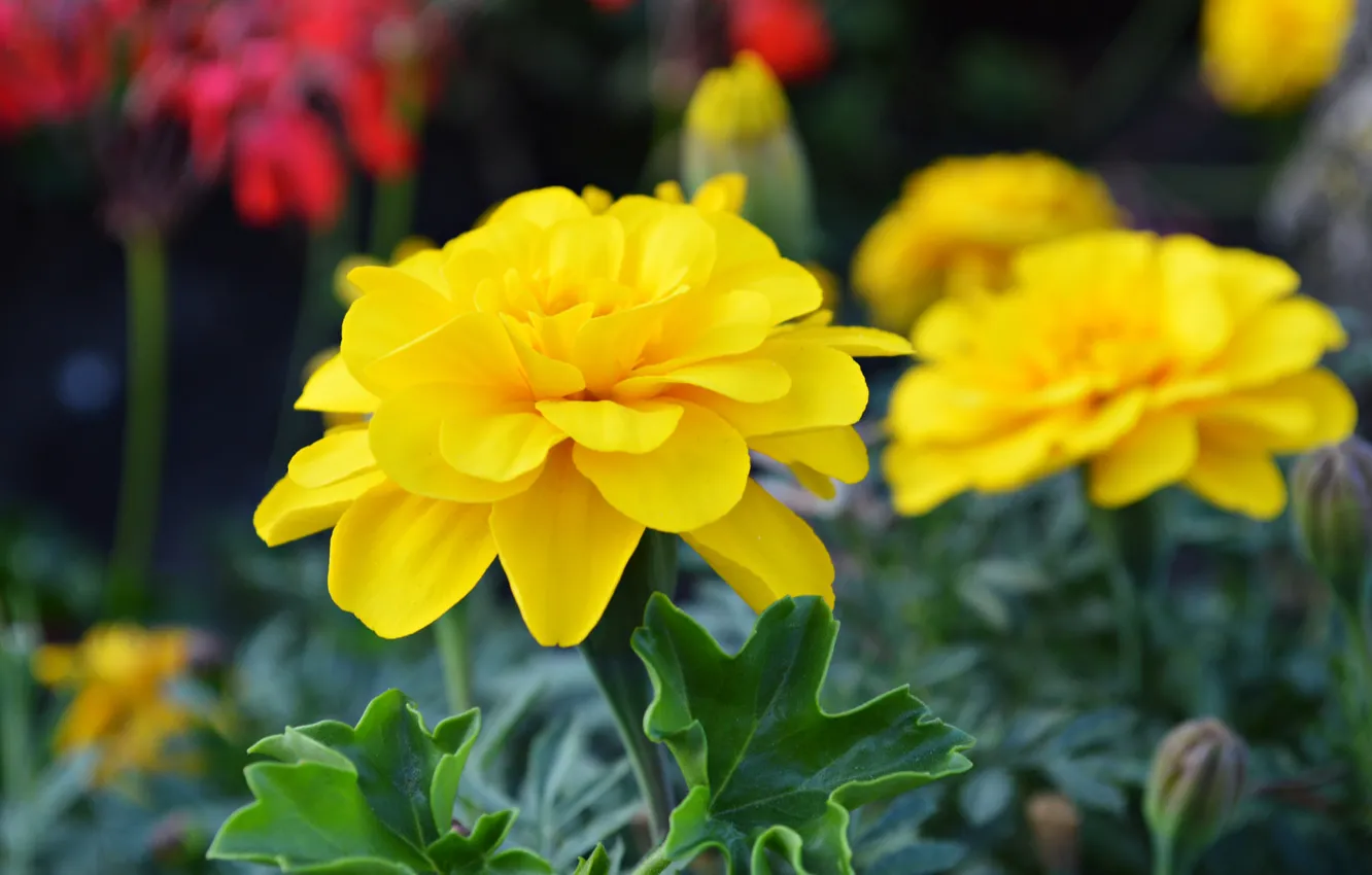 Photo wallpaper leaves, flowers, petals, garden, flowerbed