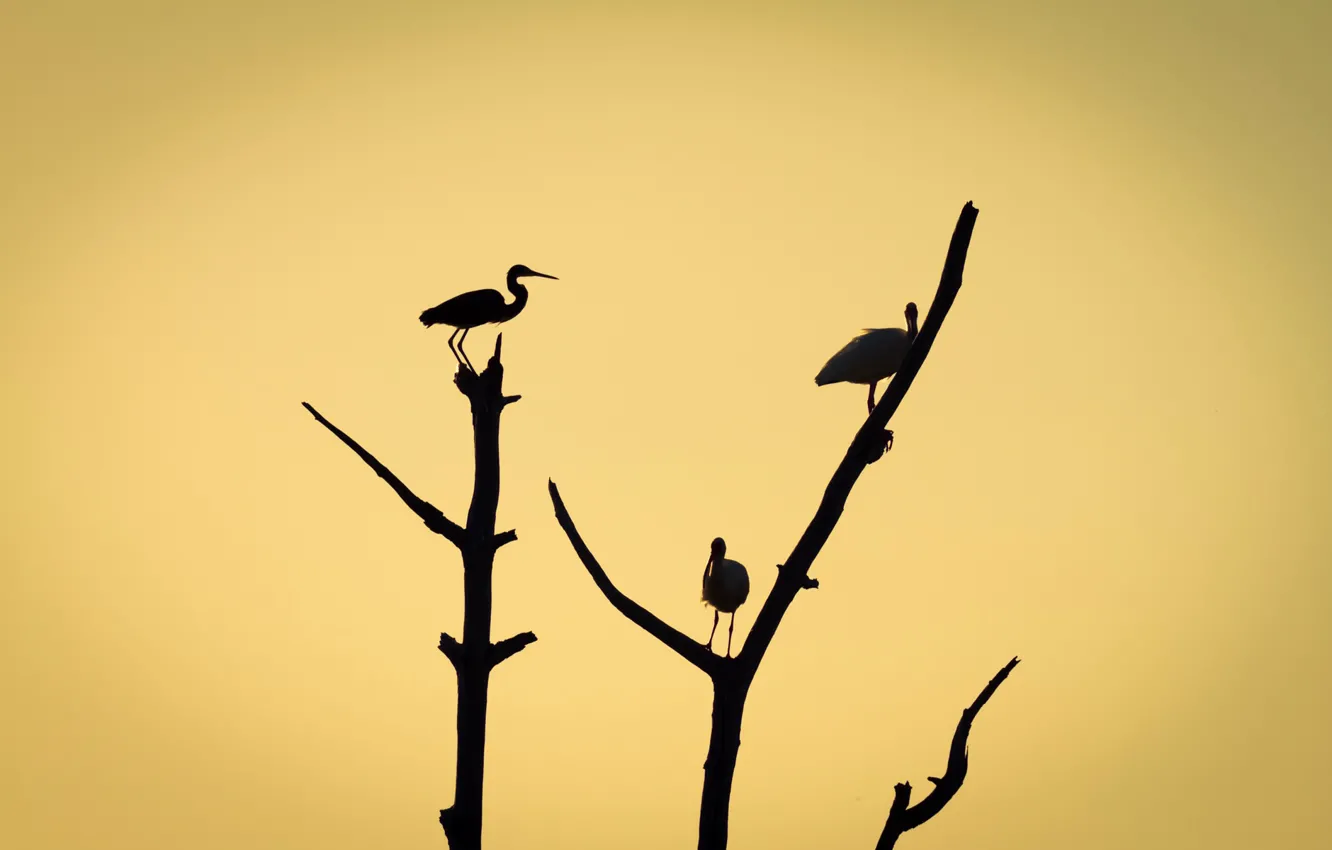 Photo wallpaper birds, branches, tree, silhouette