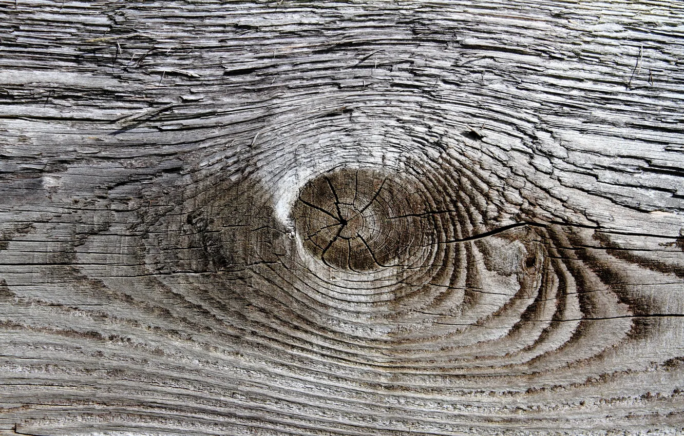 Photo wallpaper background, tree, Board