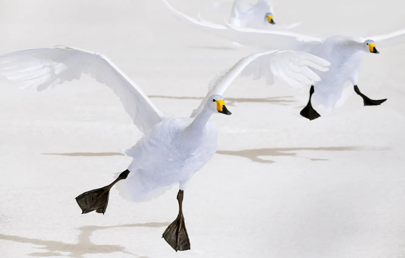 Photo wallpaper bird, wings, Japan, Hokkaido, Swan, whooper