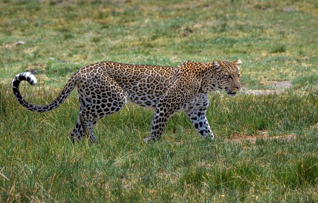 Photo wallpaper predator, spot, leopard, grace, Africa, color, wild cat
