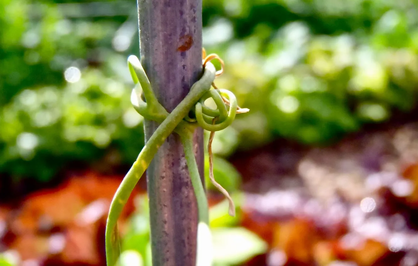 Photo wallpaper branches, stem, vine