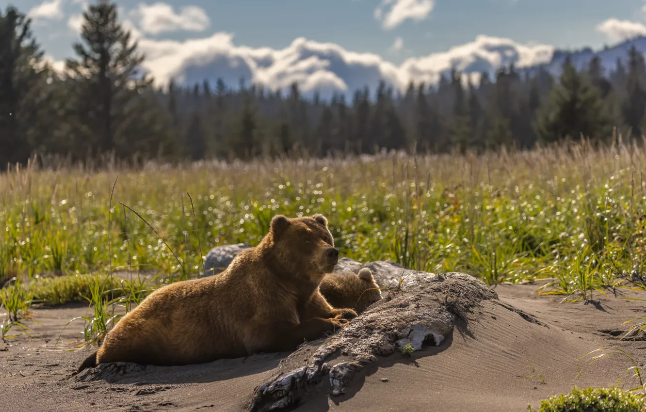 Photo wallpaper sand, nature, stay, bear, lies