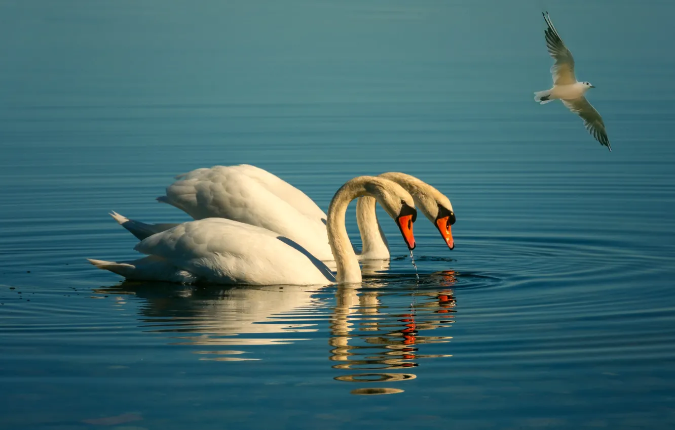 Photo wallpaper sea, Seagull, swans