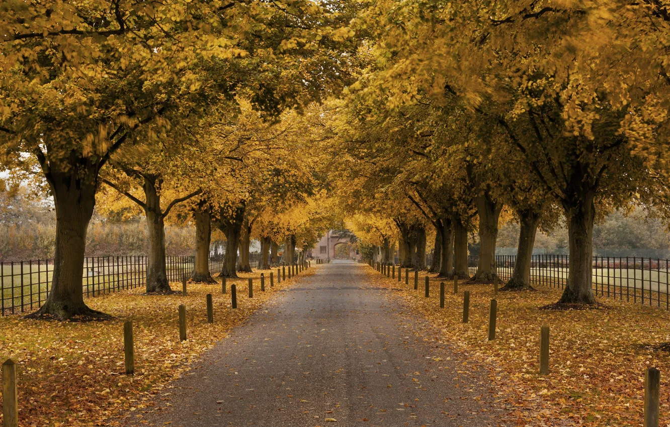 Photo wallpaper autumn, trees, the fence, the building, arch, alley