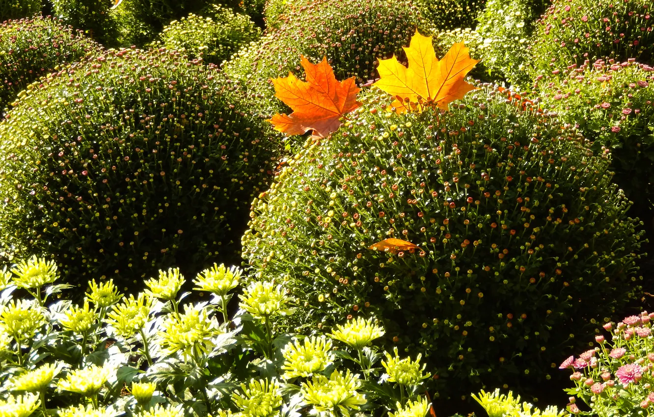 Photo wallpaper autumn, leaves, widescreen, Wallpaper, wallpaper, the bushes, widescreen, background