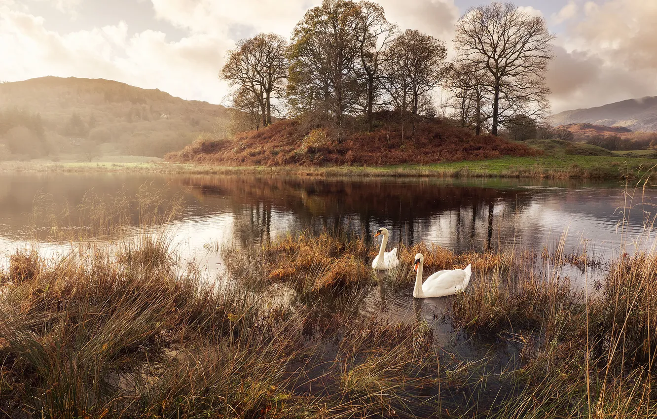Photo wallpaper autumn, grass, lake, bird, shore, swans