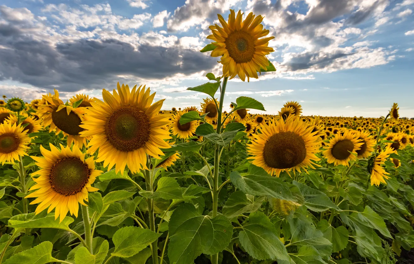 Photo wallpaper clouds, sunflowers, summer.