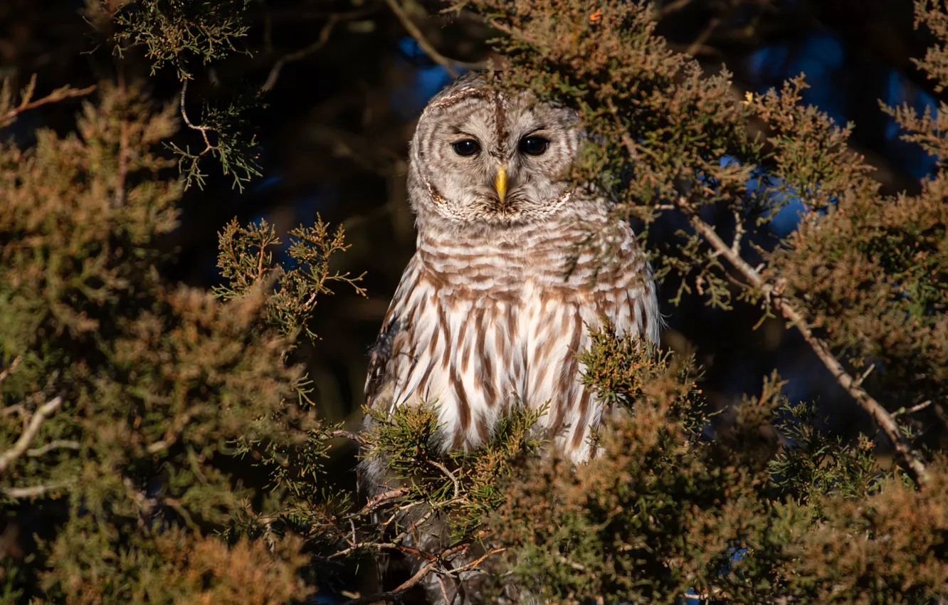 Photo wallpaper branches, owl, bird, needles, owl