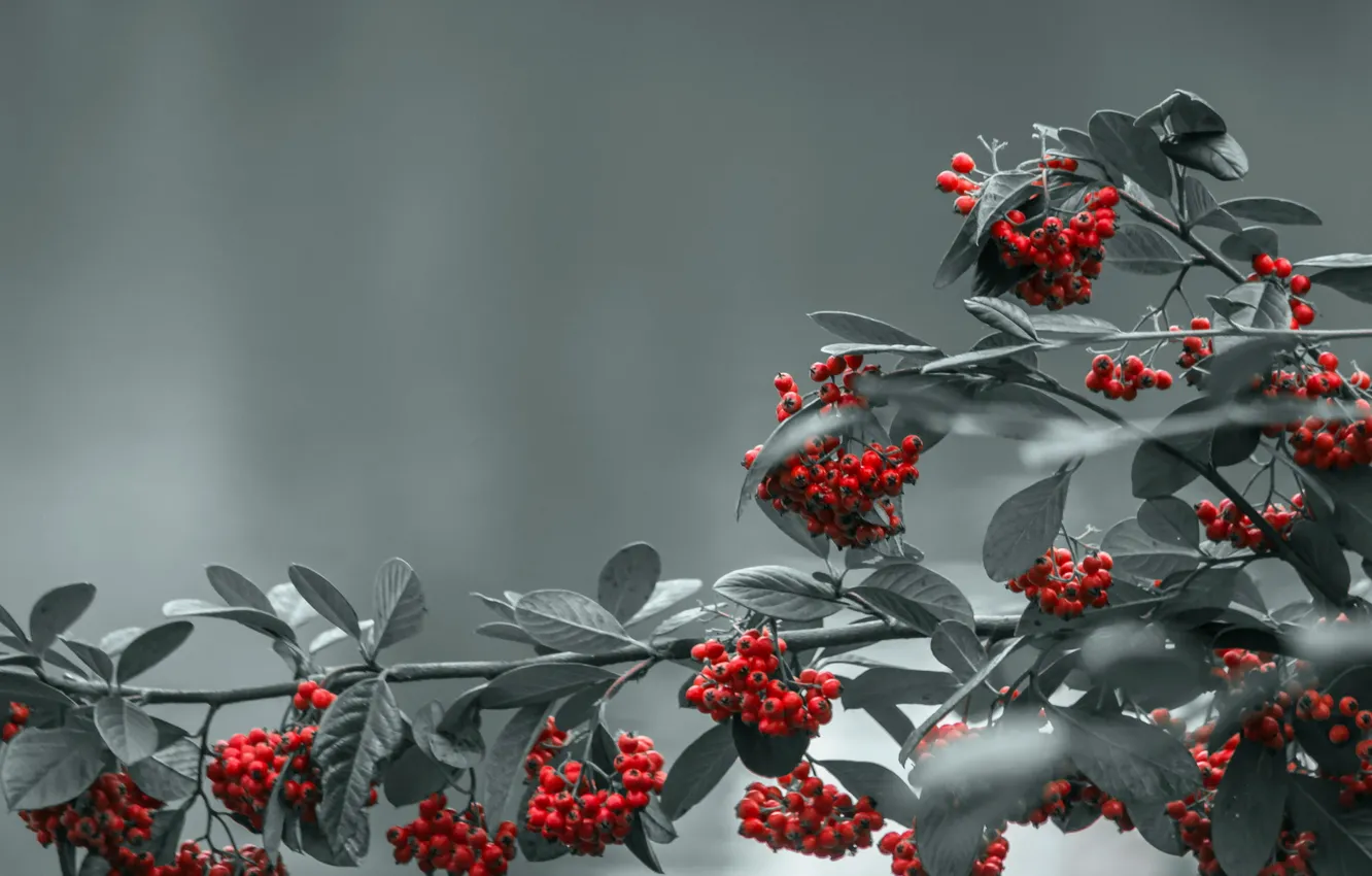 Photo wallpaper nature, background, Red Berries