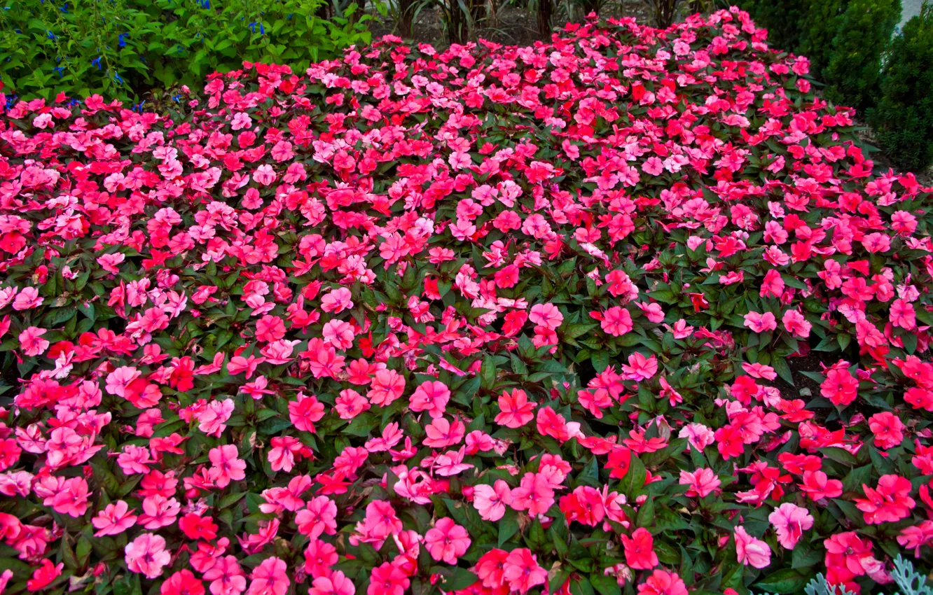 Photo wallpaper Park, petals, garden