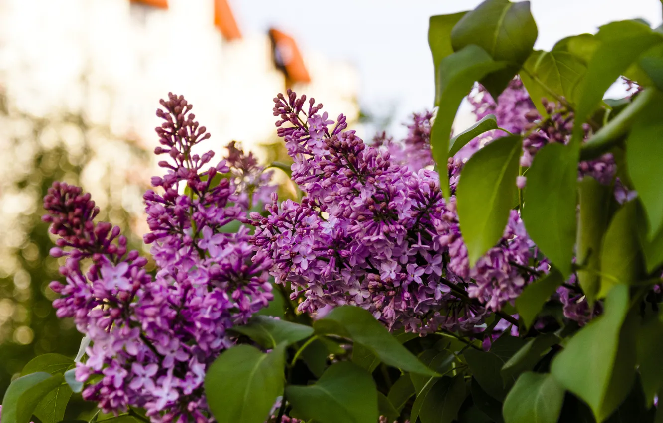 Photo wallpaper flowers, nature, spring, may, lilac