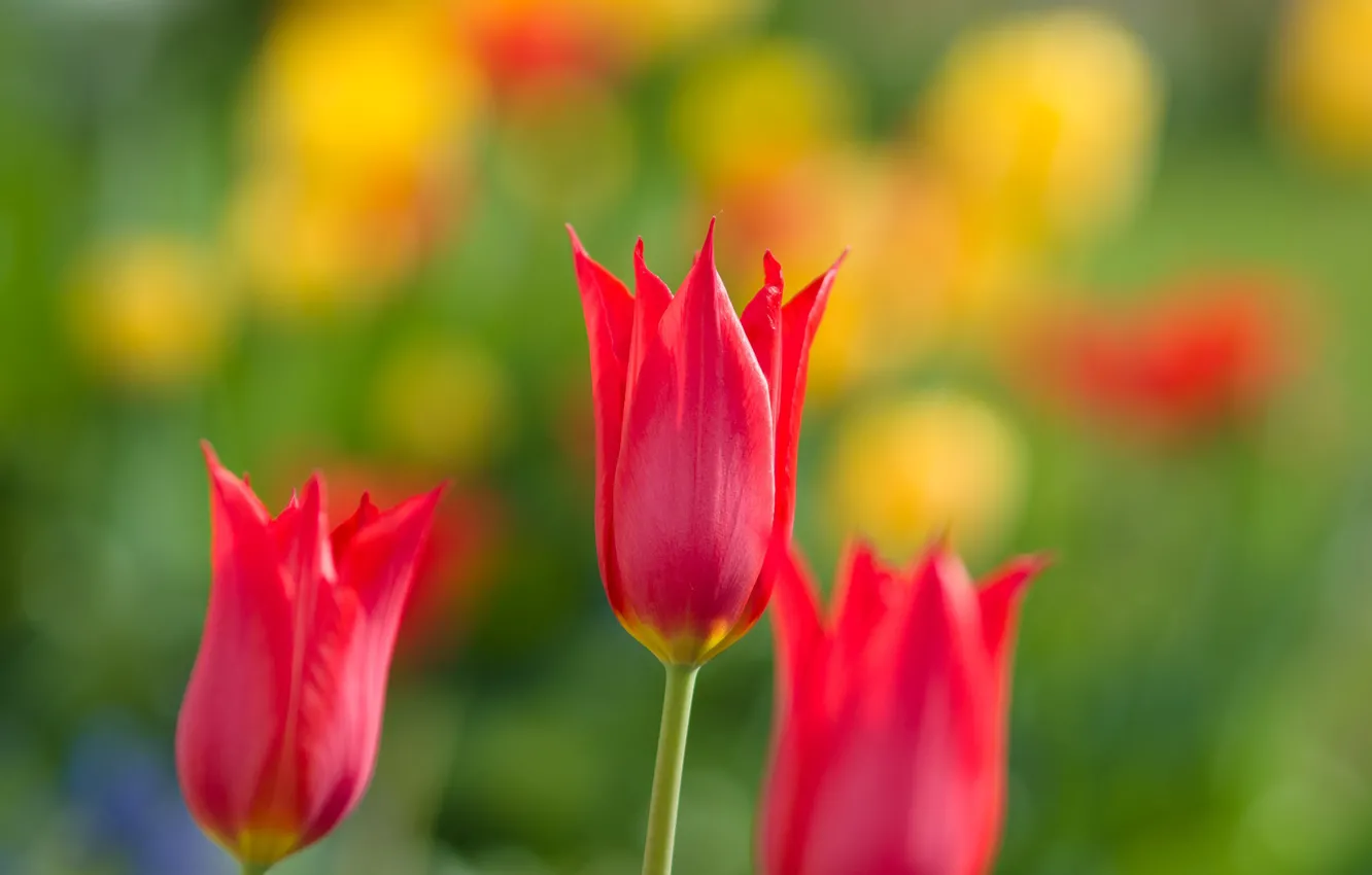 Photo wallpaper nature, Tulip, spring, petals