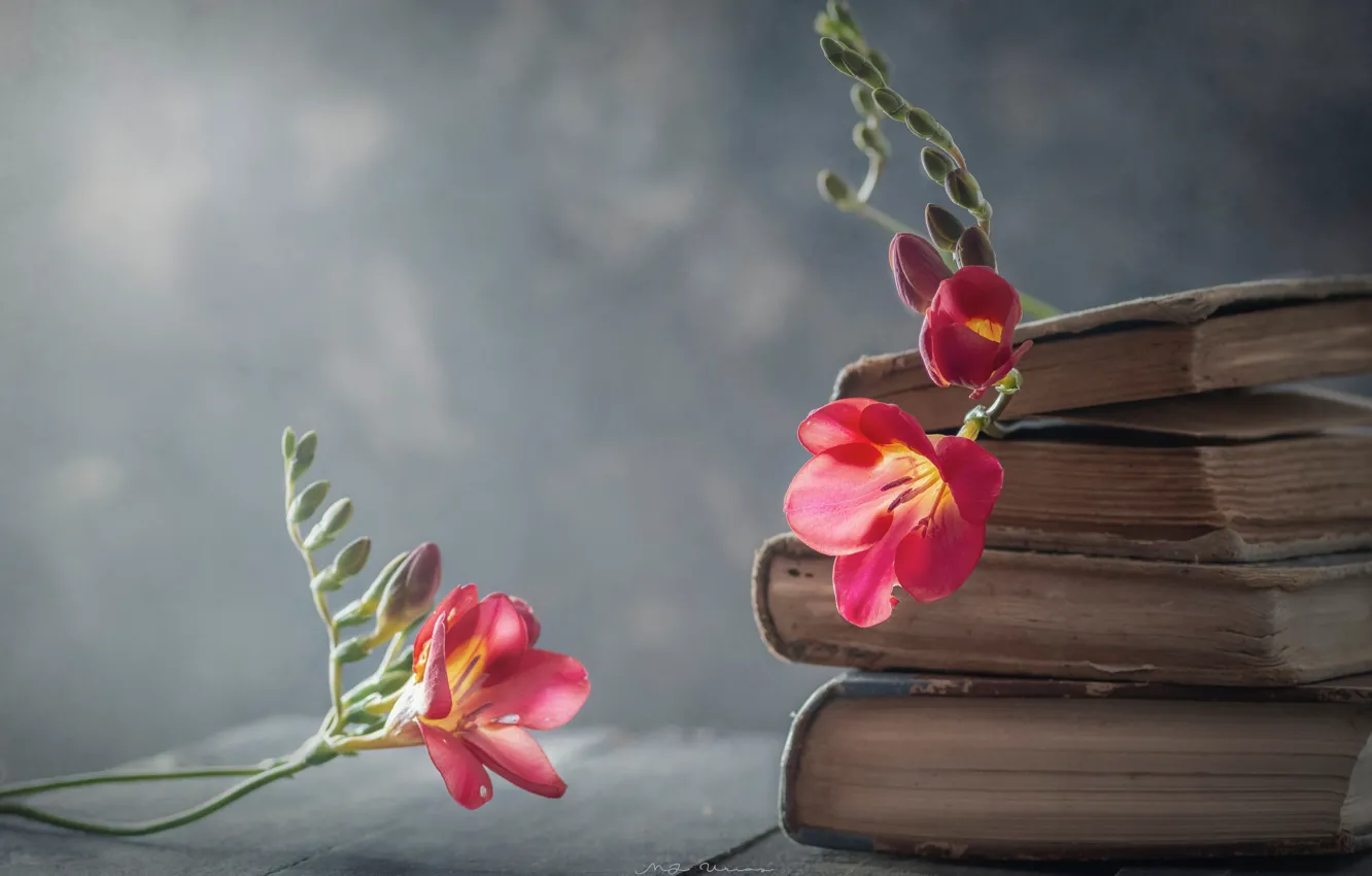 Photo wallpaper flowers, style, background, book, freesia