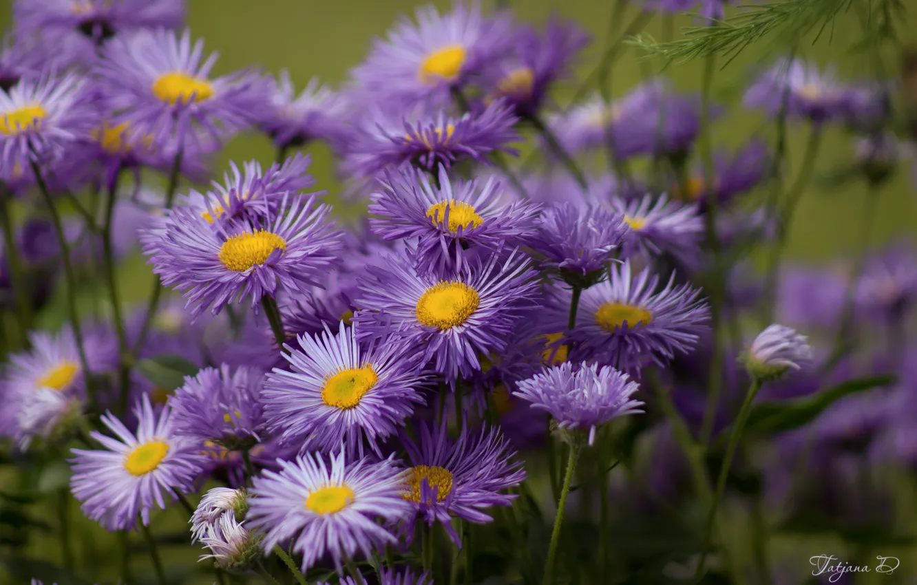 Photo wallpaper lilac, asters, Tatar