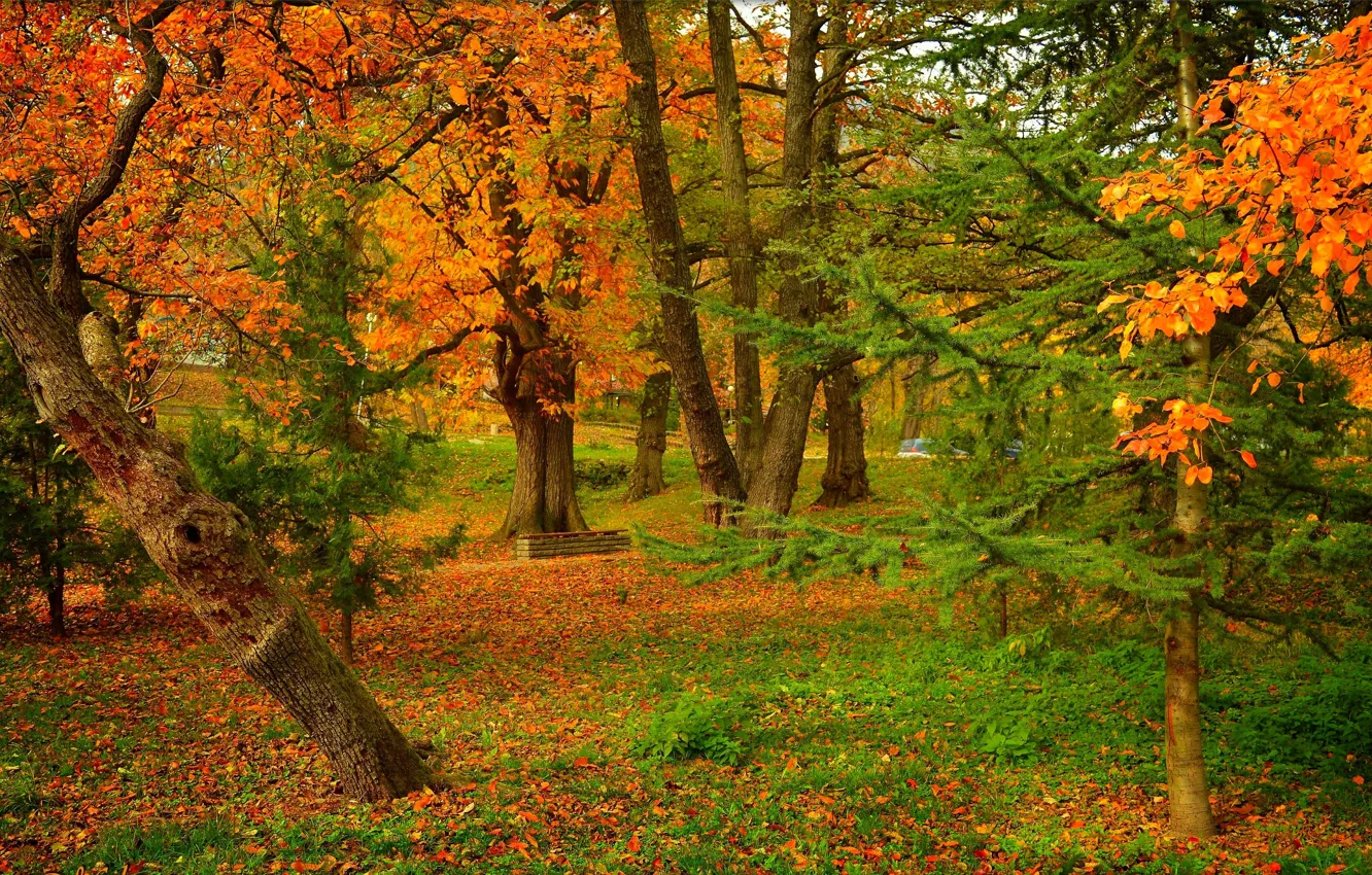 Photo wallpaper autumn, trees, Park, foliage, colors, trees, park, autumn