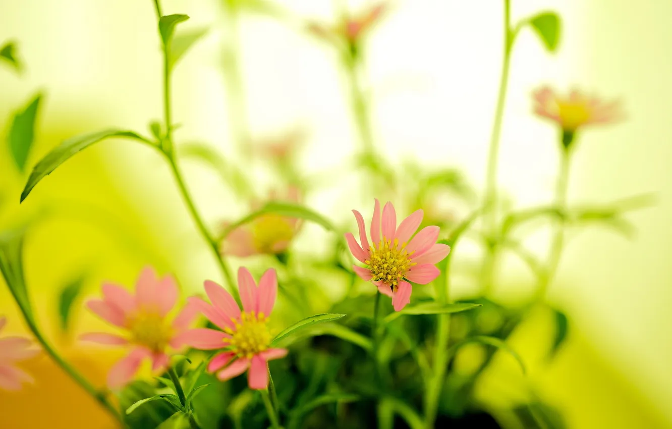 Photo wallpaper macro, flowers, nature