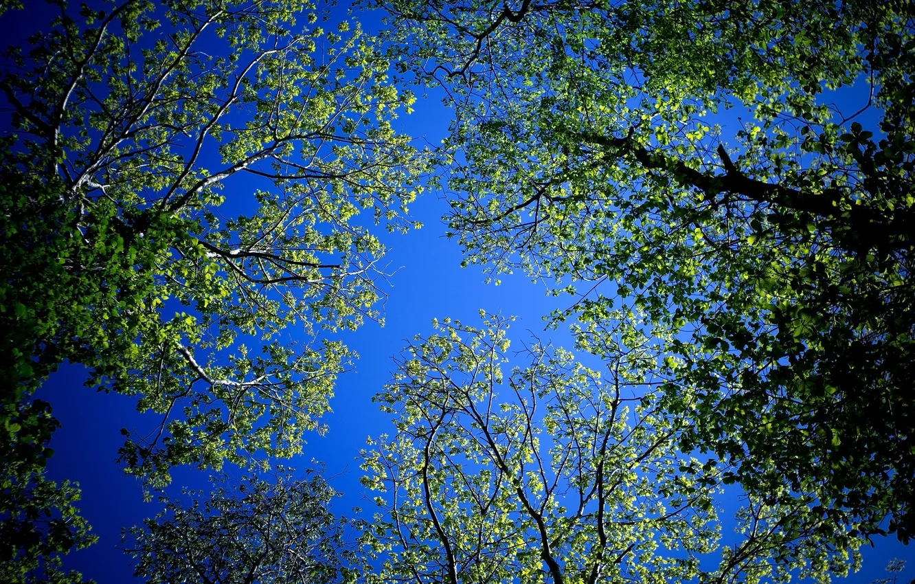Photo wallpaper forest, summer, the sky, trees, branches, foliage, crown