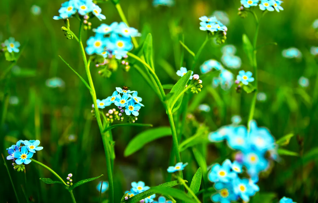 Photo wallpaper greens, summer, flowers, nature