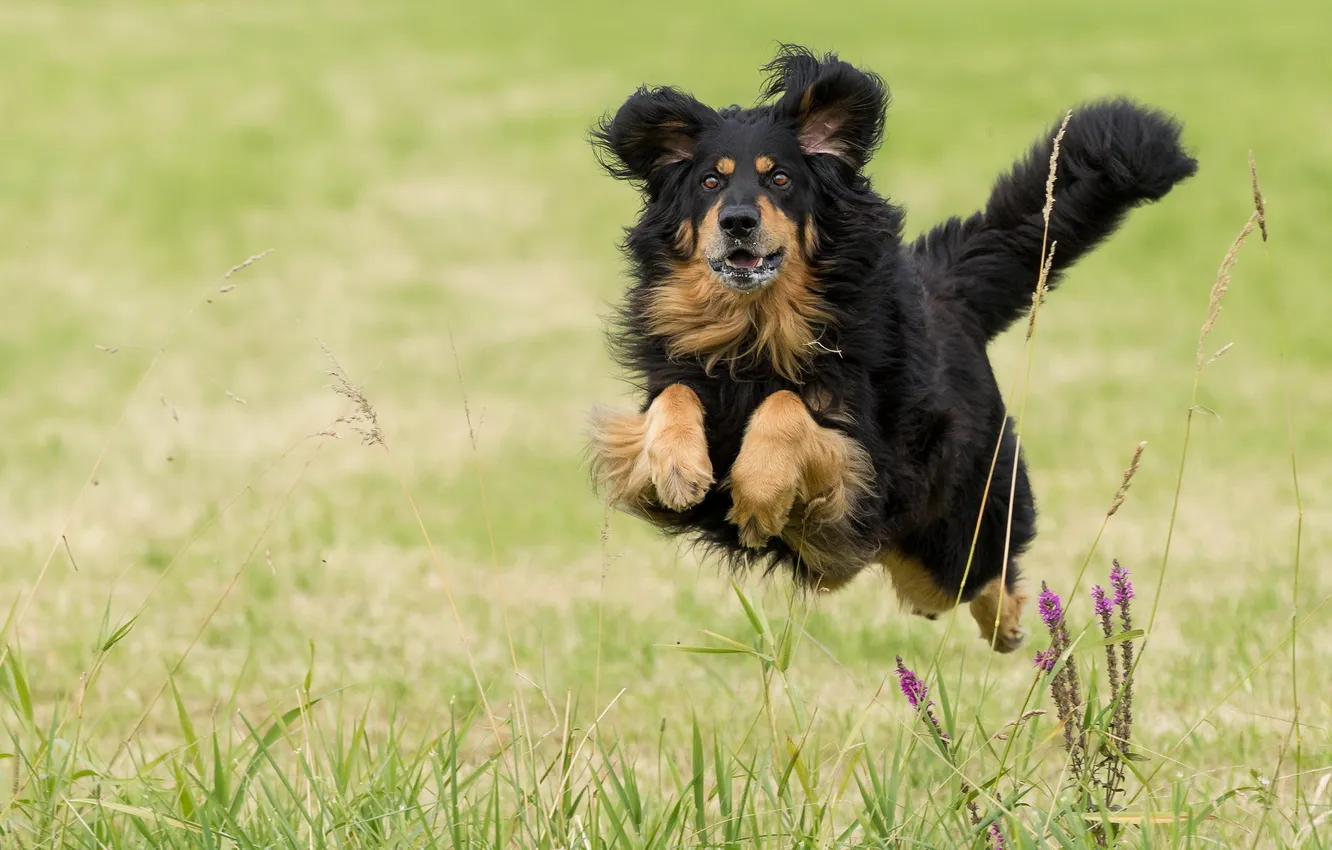 Photo wallpaper look, each, dog, running