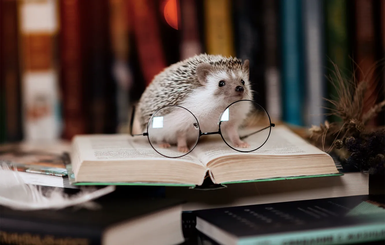 Photo wallpaper glasses, book, library, hedgehog