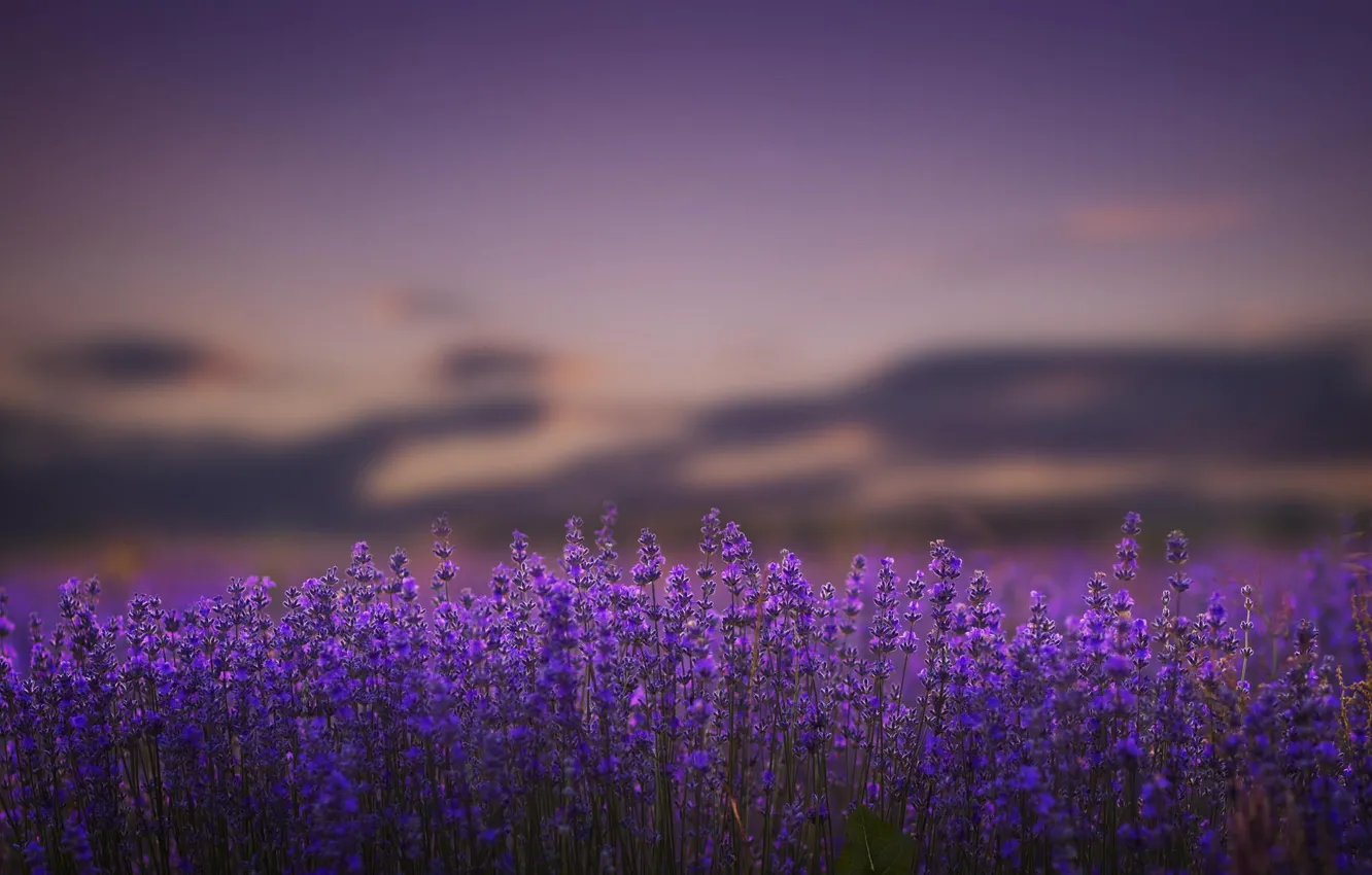 Photo wallpaper flowers, nature, lavender, lilac