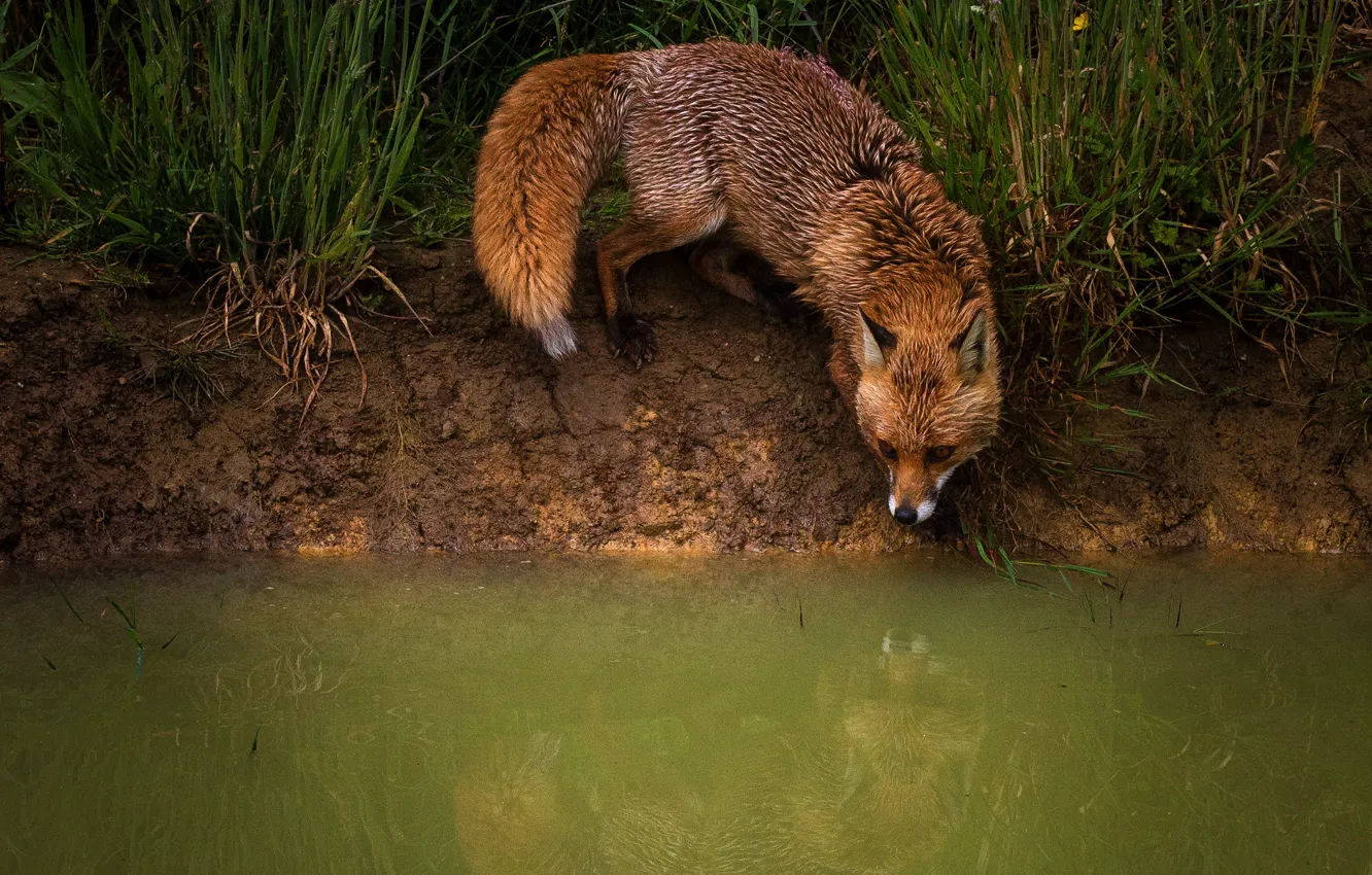 Photo wallpaper grass, nature, pose, reflection, shore, Fox, red, pond