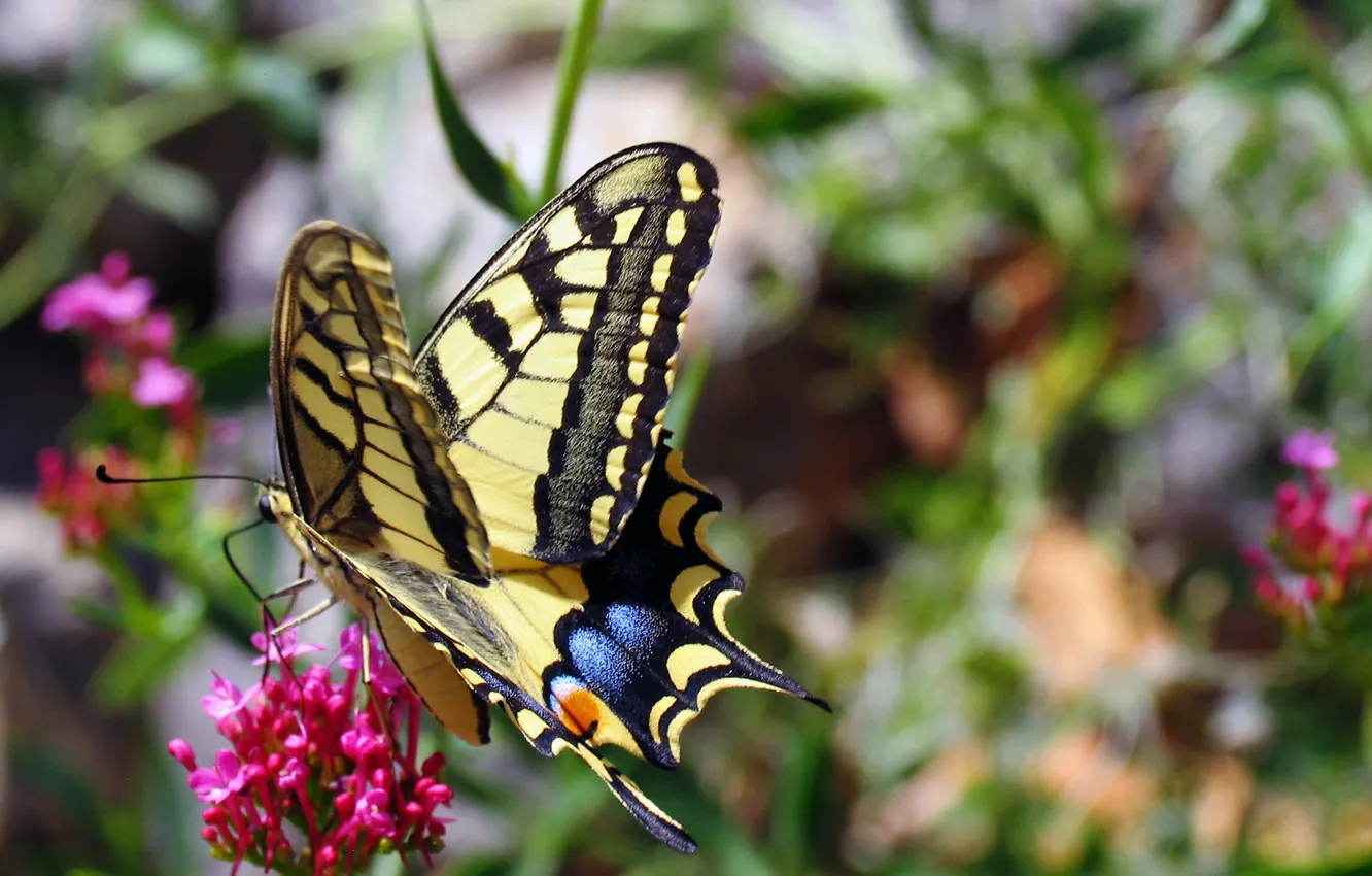 Photo wallpaper nature, butterfly, wings, moth, swallowtail