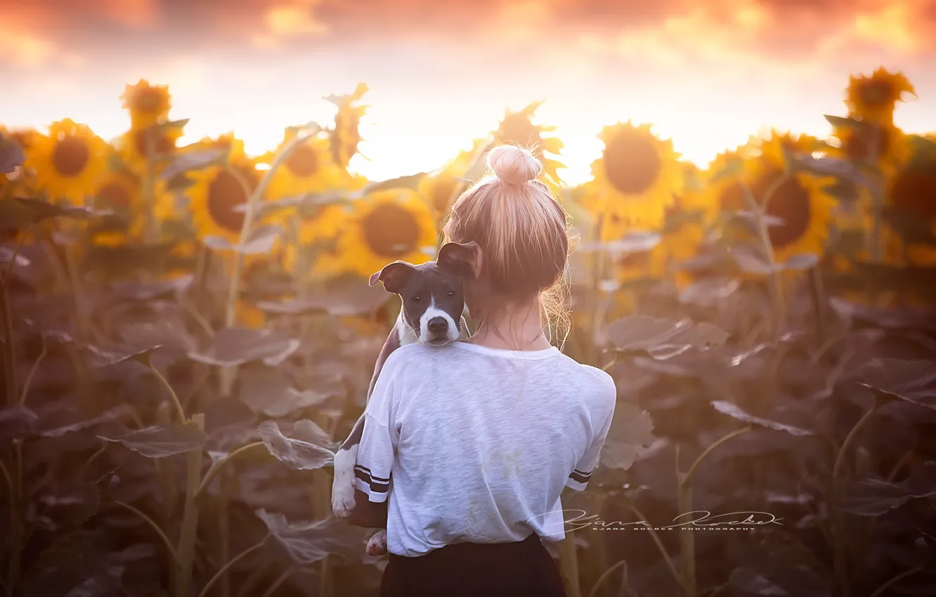Photo wallpaper sunflowers, dog, girl