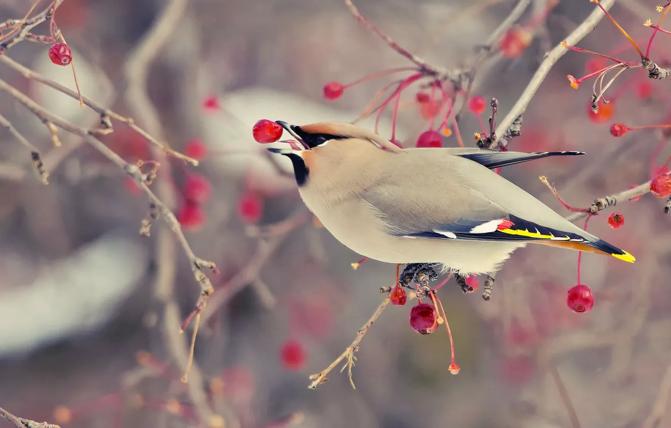 Photo wallpaper bird, Ranet, swistel