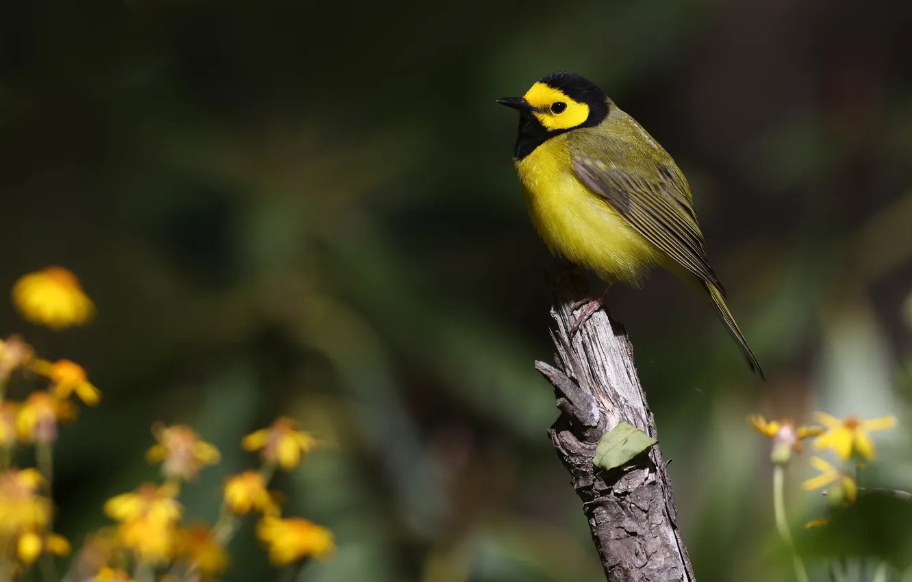 Photo wallpaper leaves, light, flowers, branches, yellow, the dark background, bird, bitches