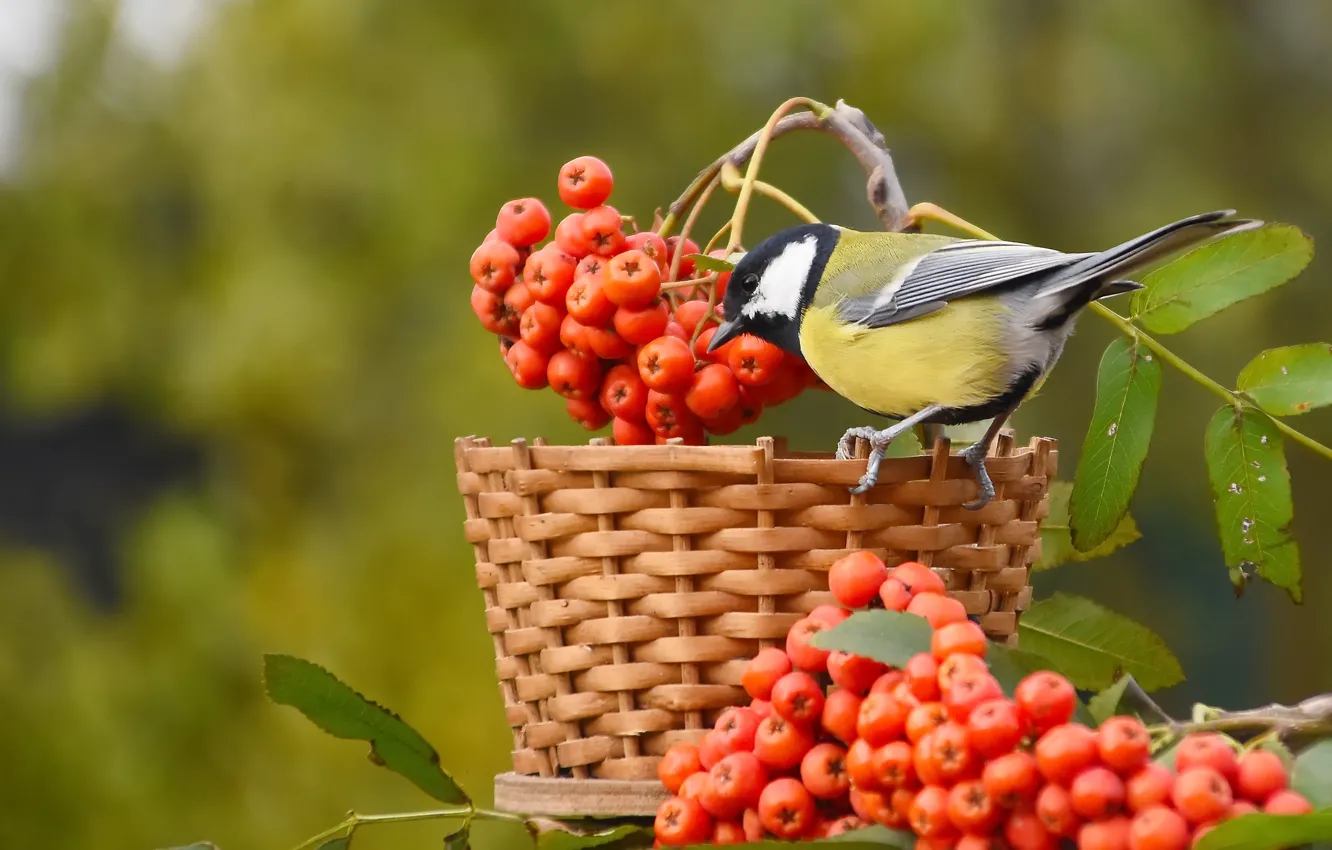 Photo wallpaper autumn, nature, bird, October, tit