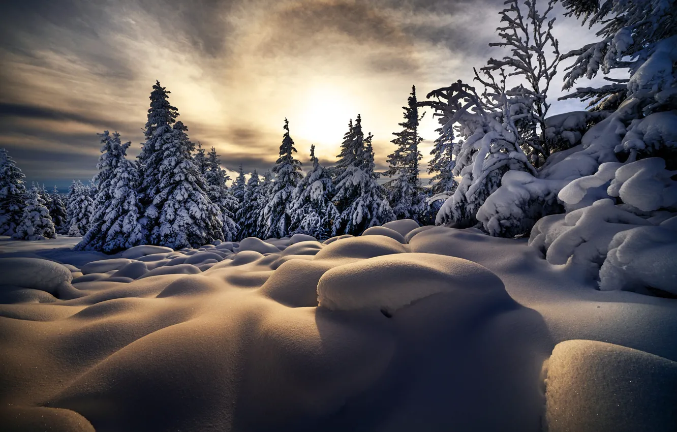 Photo wallpaper winter, snow, trees, landscape, nature, morning, ate, the snow