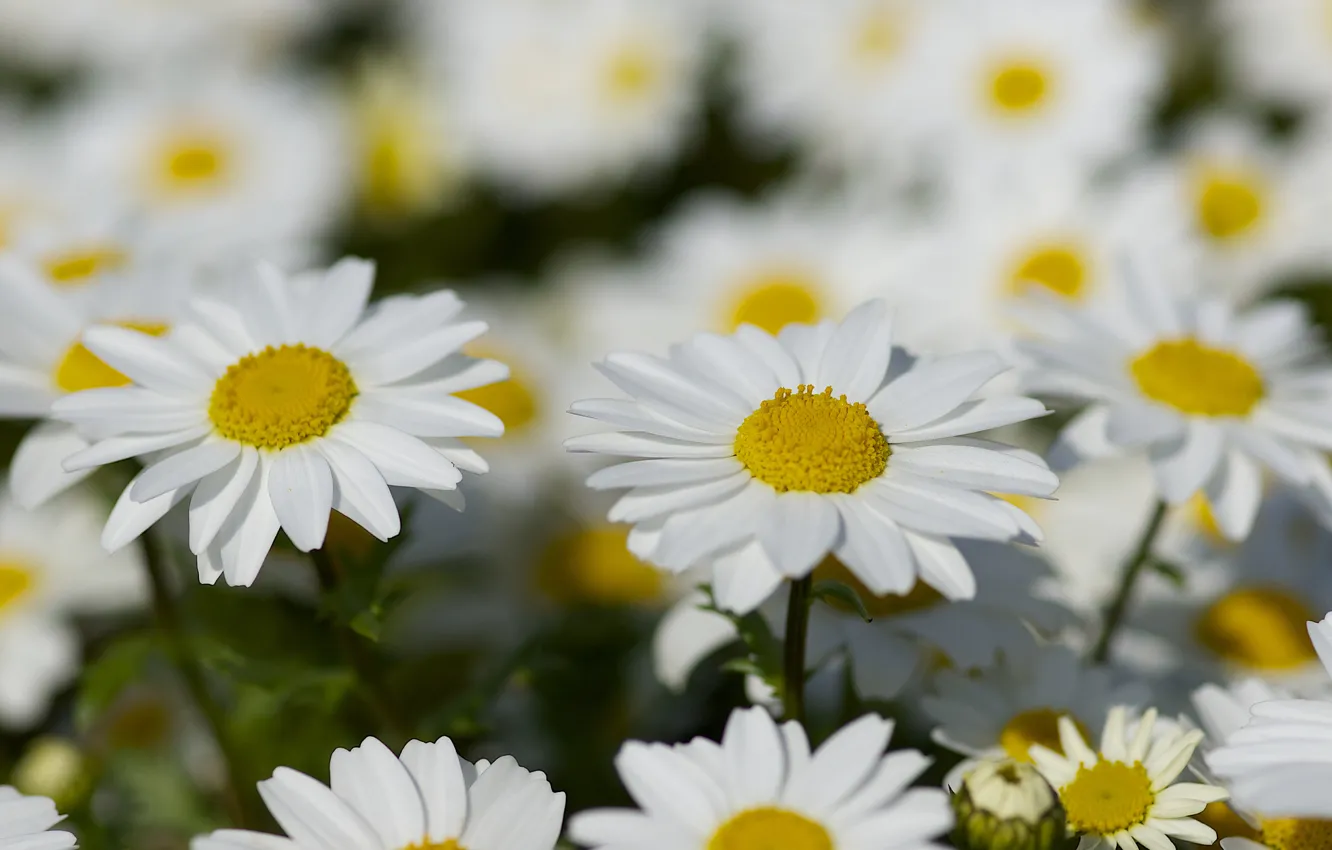 Photo wallpaper summer, chamomile, the sun