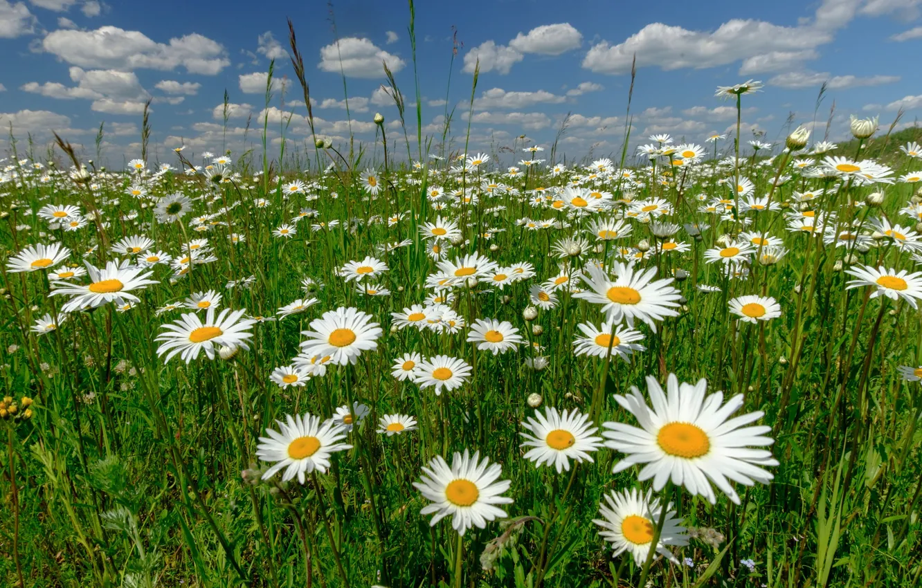 Photo wallpaper flowers, chamomile, meadow, Russia