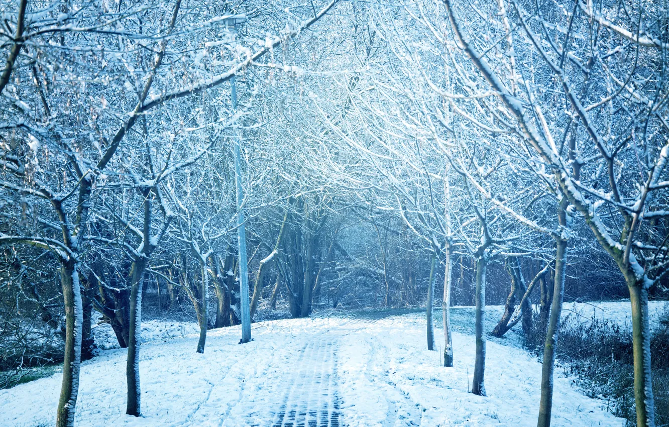 Photo wallpaper winter, snow, trees, landscape, snowflakes, nature, winter, landscape