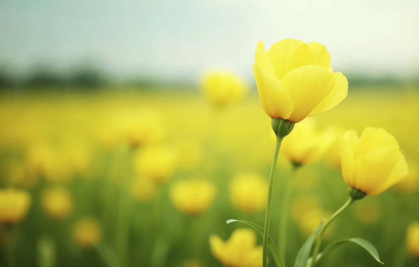 Photo wallpaper field, flowers, yellow, summer, field, yellow, flowers