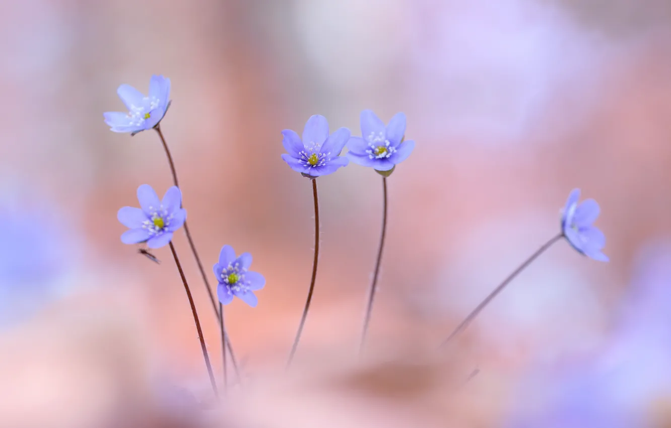 Photo wallpaper flowers, nature, violet