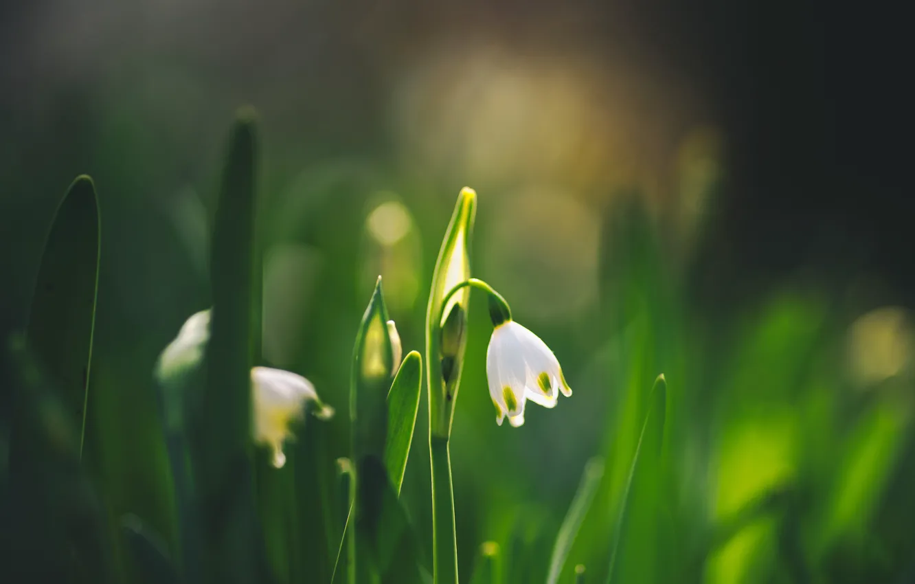 Photo wallpaper greens, leaves, light, flowers, glade, blur, spring, snowdrops