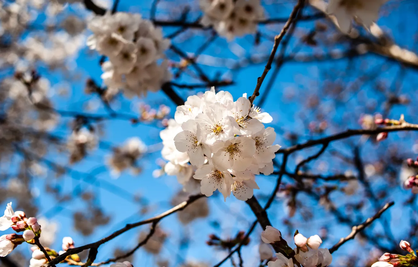 Photo wallpaper the sky, light, trees, flowers, branches, cherry, blue, spring