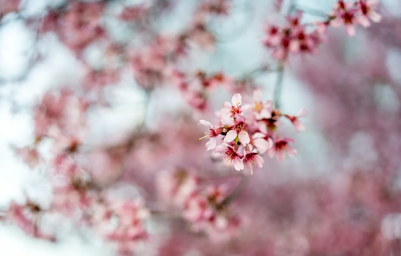 Photo wallpaper flowers, branches, cherry, spring, pink, flowering, bokeh, blurred background