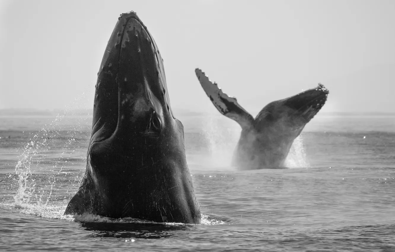 Photo wallpaper whales, sea, playing