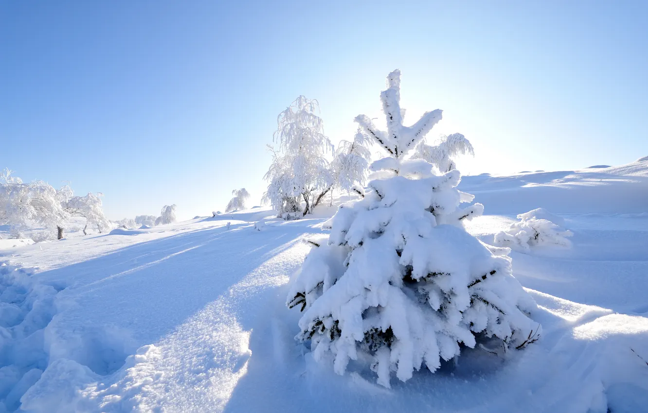 Photo wallpaper winter, frost, forest, light, snow, hills, in the snow, shadow