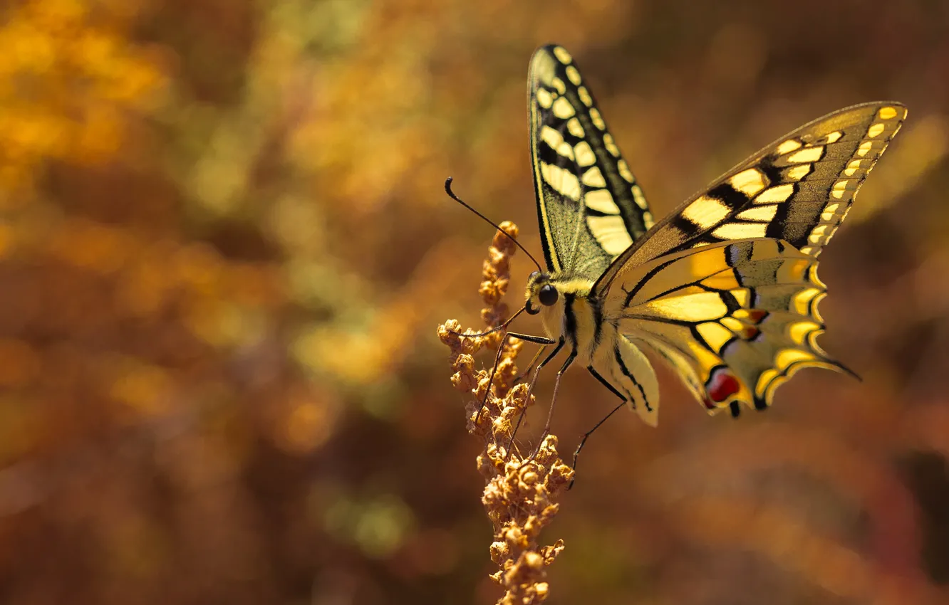 Photo wallpaper macro, light, yellow, butterfly, plant, bokeh