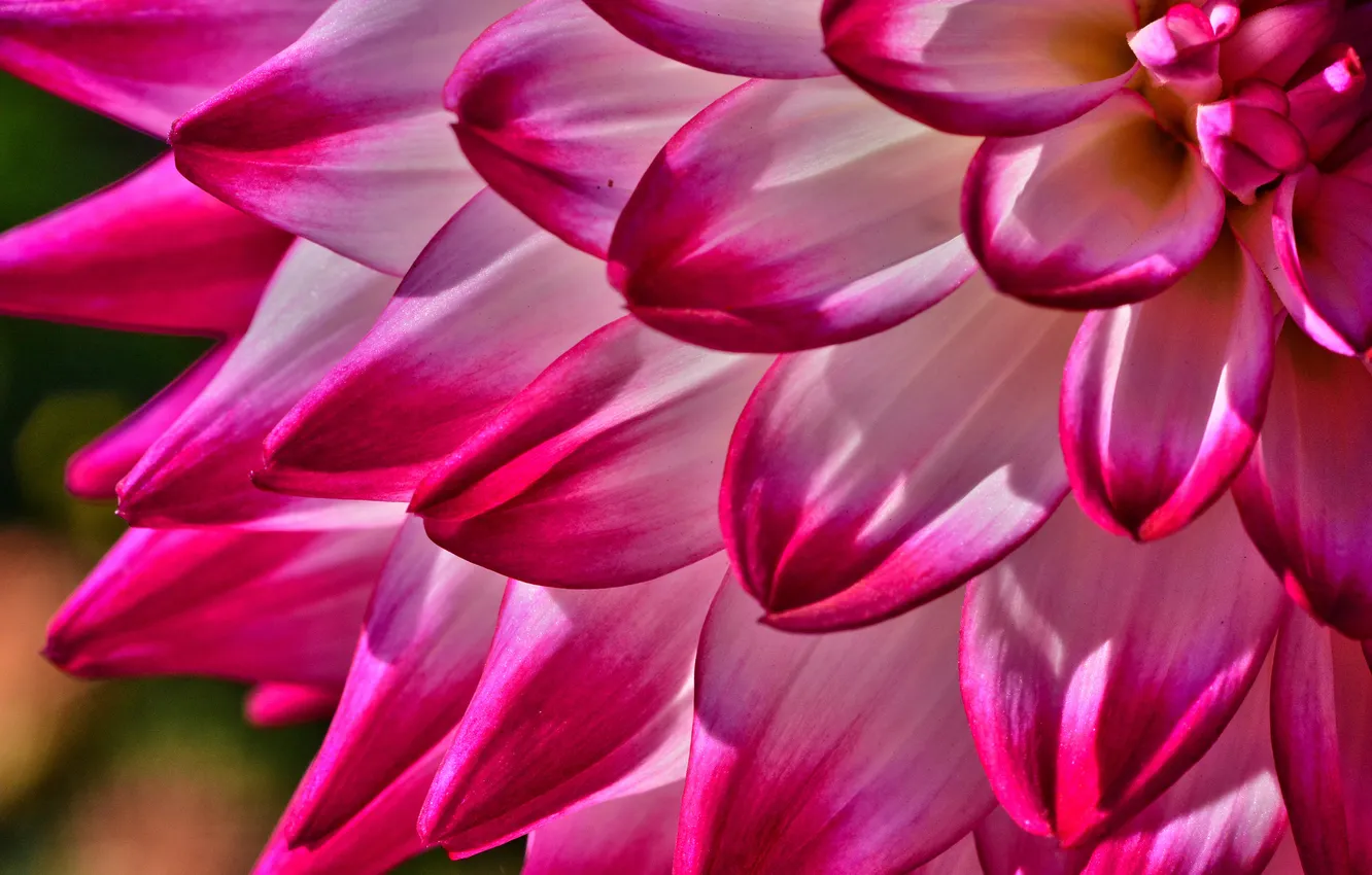 Photo wallpaper flowers, nature, plant, petals