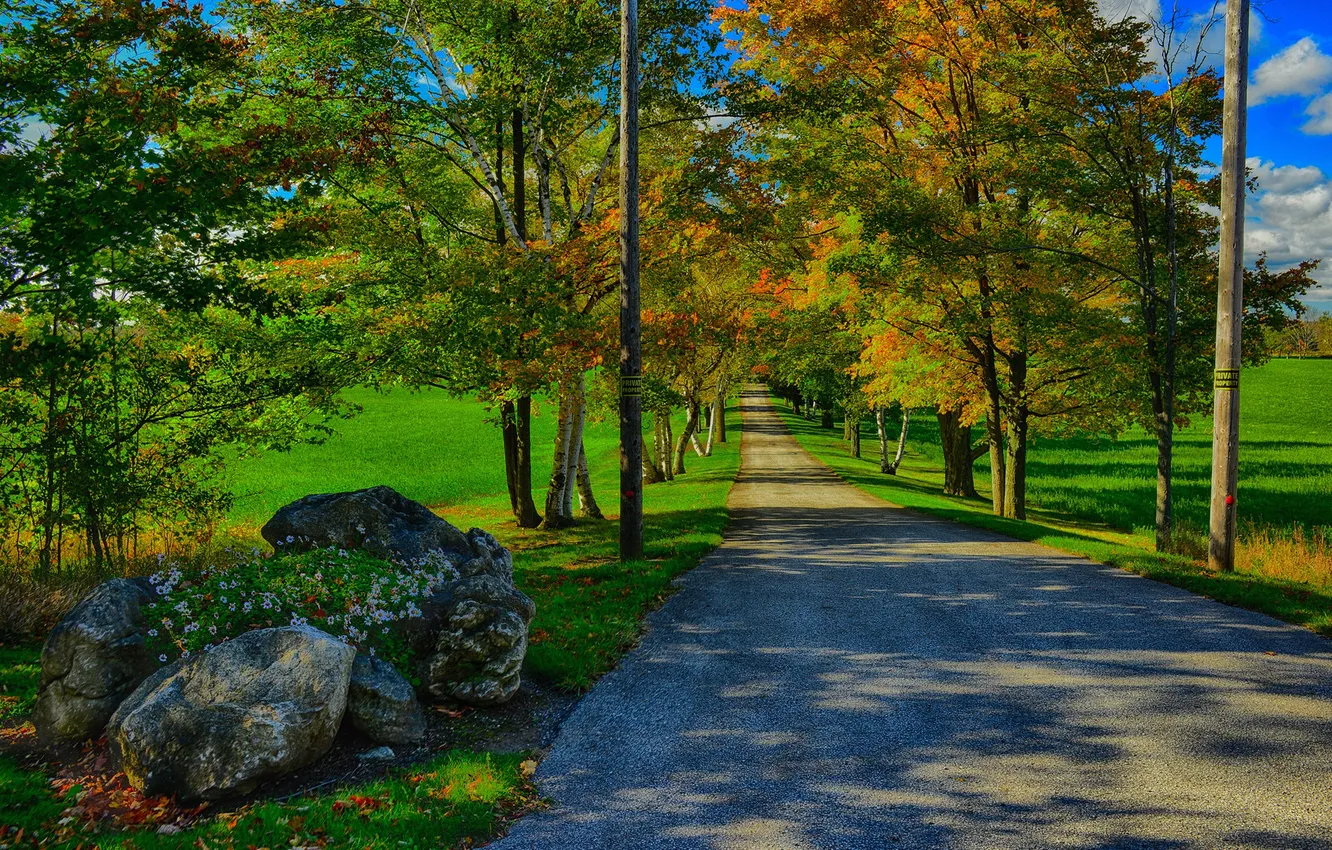 Photo wallpaper road, autumn, grass, trees, stones