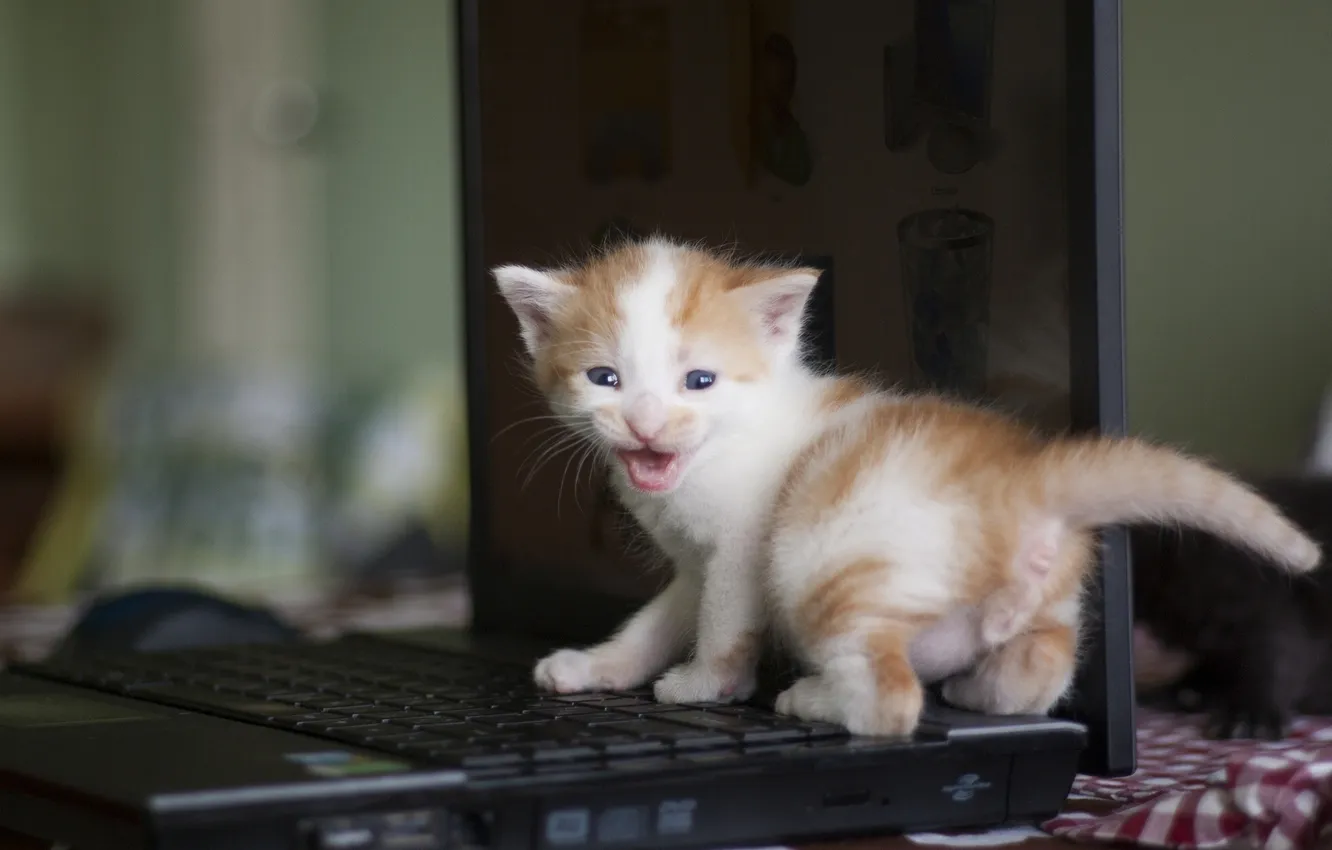Photo wallpaper baby, laptop, kitty, laptop