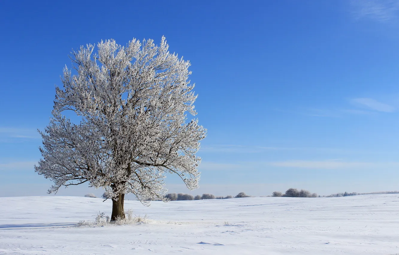 Photo wallpaper winter, field, trees, landscape