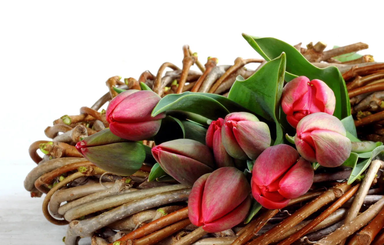 Photo wallpaper flowers, branches, tulips, buds, tulips, spring, bud